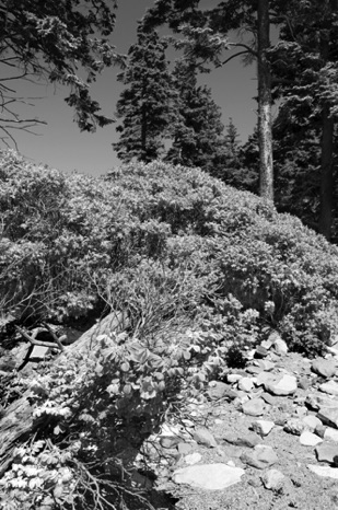 Wonderland BW - JHP107B Wonderland BW - JHP107B